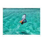 OZONE WING FUSION V1 - SBEXTREME